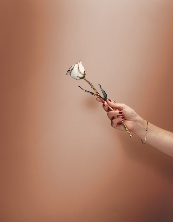 White Rose with 24K Gold Trim