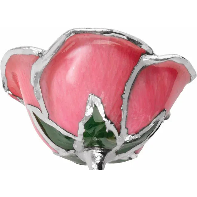 Pink Rose with Platinum Trim