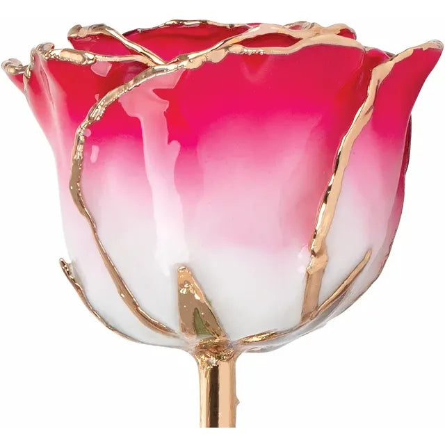 Cream Red Rose with 24K Gold Trim
