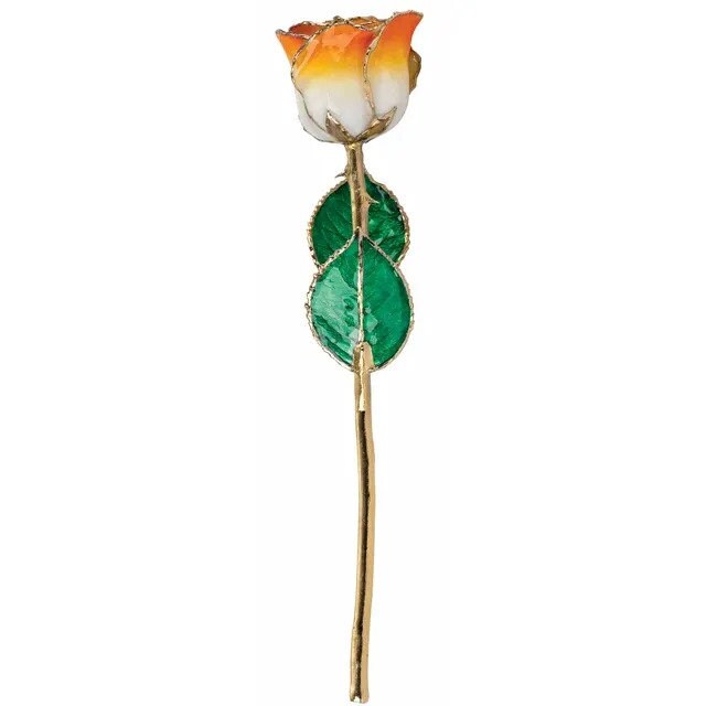 Cream Orange Rose with 24K Gold Trim
