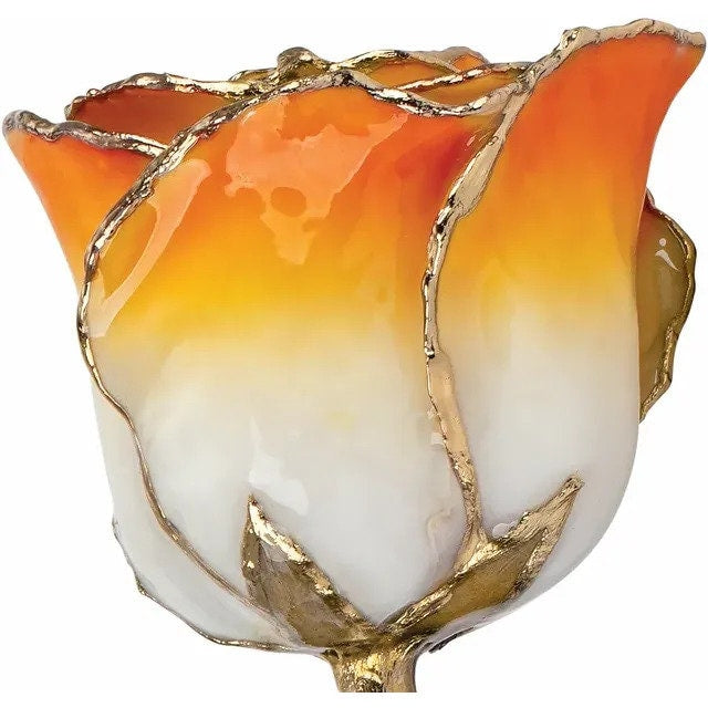 Cream Orange Rose with 24K Gold Trim