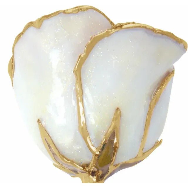 White Rose with 24K Gold Trim