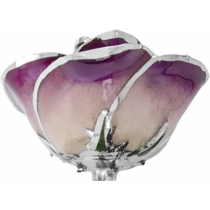 Purple Rose with Platinum Trim